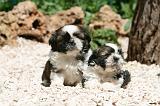 SHIH TZU 343
